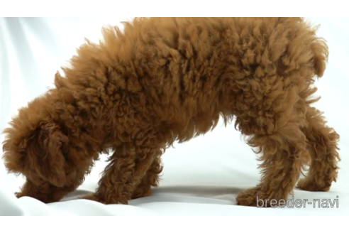 成約済の東京都のトイプードル-154161の2枚目